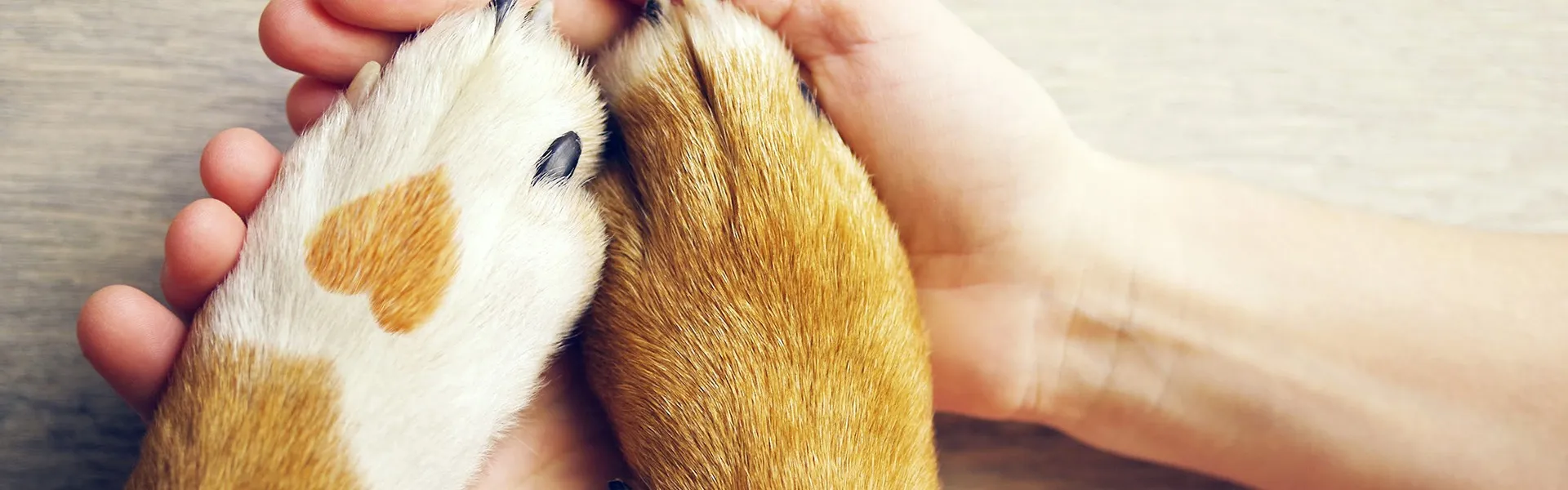 ペット火葬する施設はワンちゃんの同席は出来ますか？