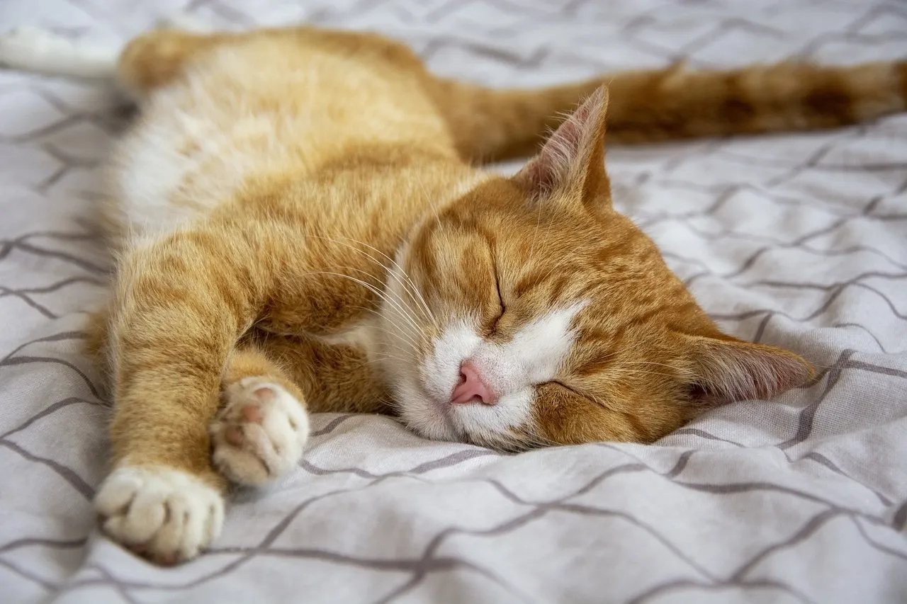 ＼暑い季節、大切な愛猫を安心してお見送りいただくために／