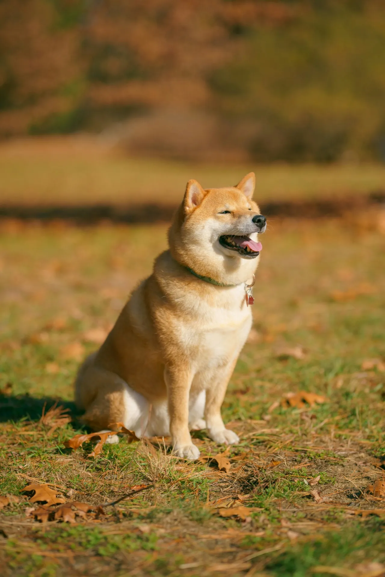 当霊園の【柴犬の火葬】サービス｜火葬費用と火葬方法