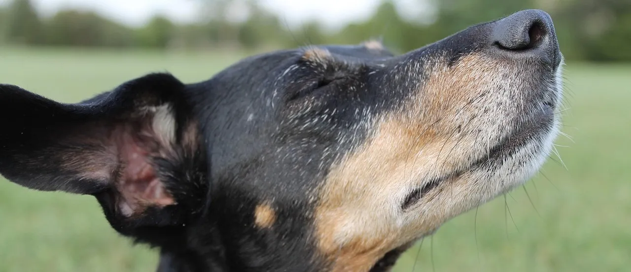 飼犬が死んだら火葬はしたほうがいいの？